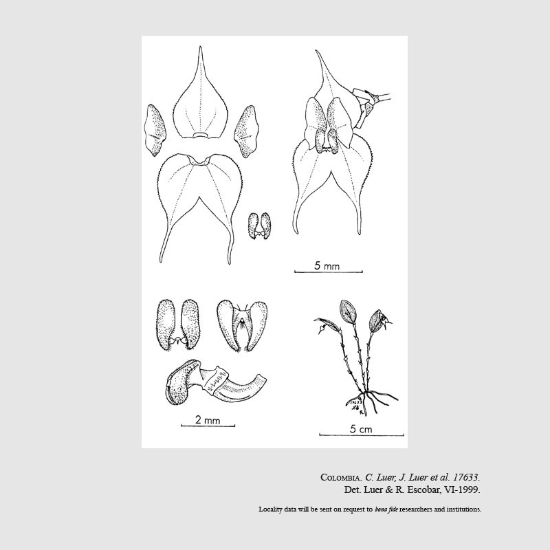 Lepanthes arethusa